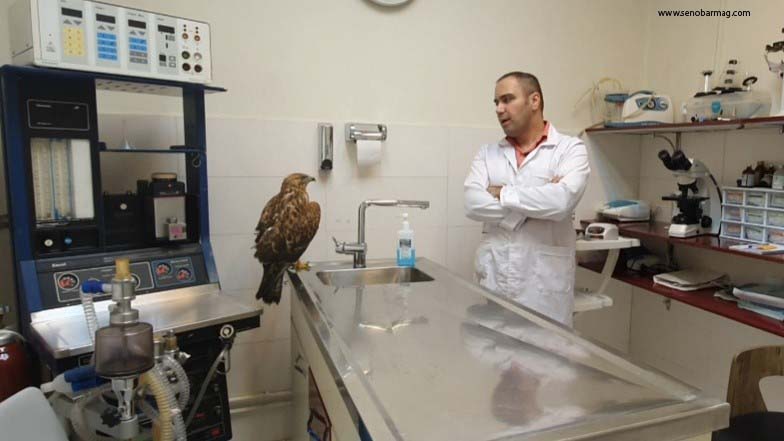 Avian medicine