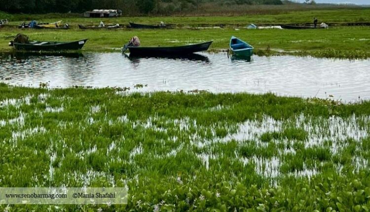 مهاجرت گونه ها امروزه