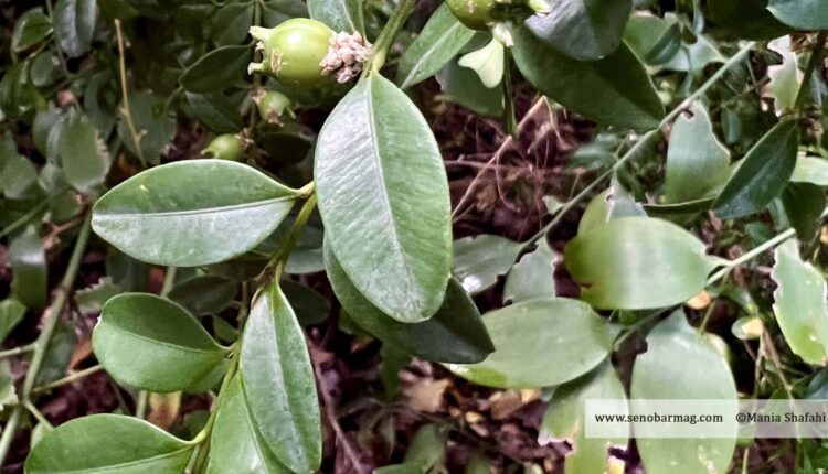 شمشاد هیرکانی