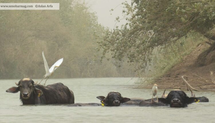 شغل اصلی ساکنان هورالعظیم پرورش گاومیش آبی است و در حال حاضر زندگی تعداد زیادی از آن‌ها در خطر است.