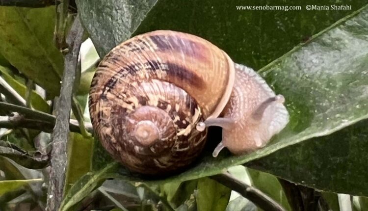 کشف دوبارۀ طبیعت