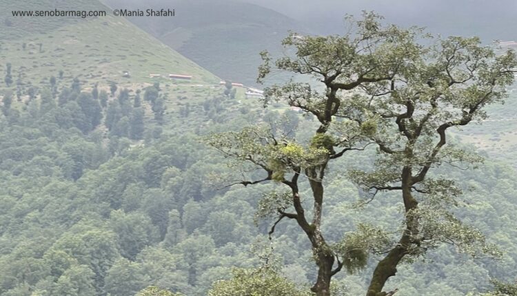 جنگل‌های هیرکانی ایران