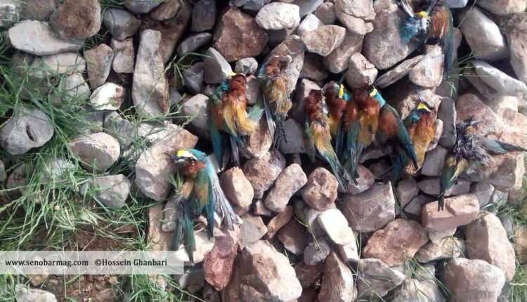 زبورخوارهای مسموم‌شده توسط کندوداران