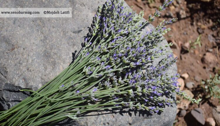 گیاهان دارویی