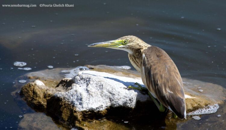 تنوع زیستی مازندران