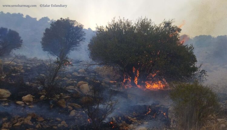 آتش‌سوزی در جنگل‌های بلوط