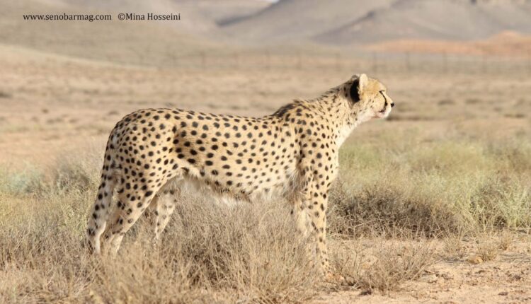به مناسبت روز ملی حفاظت از یوزپلنگ