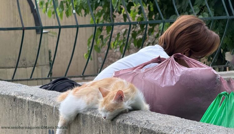 حیوانات بی‌سرپناه