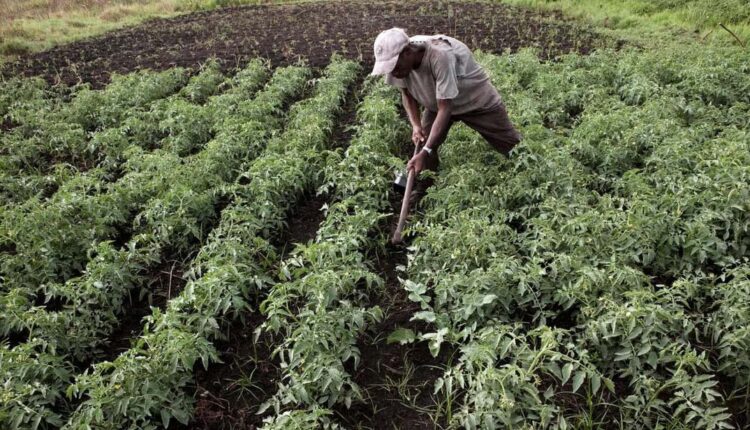 کشت فراسرزمینی