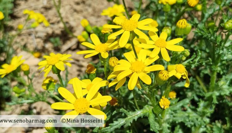 گیاهان دارویی